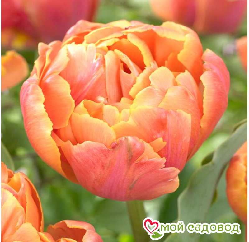 Тюльпан Верона Санрайз